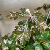 Cissus Rhombifolia in a 17 - 19 cm hanging pot at The Watered Garden