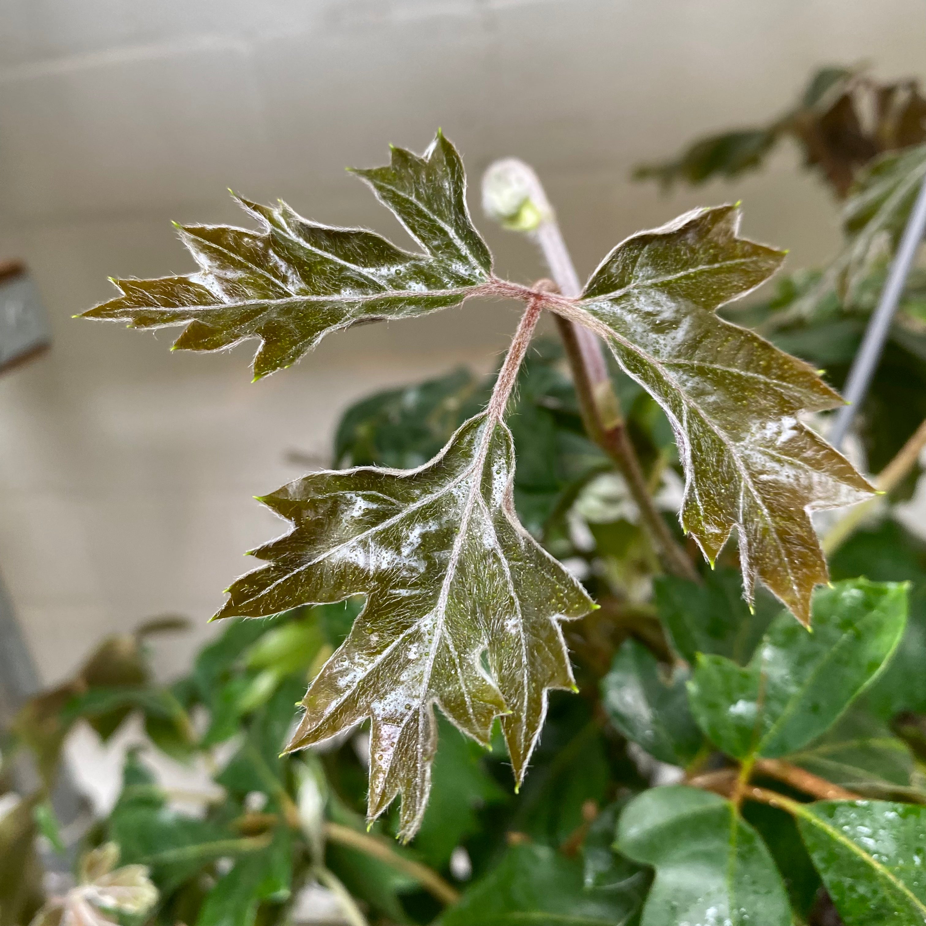 Cissus Rhombifolia in a 17 - 19 cm hanging pot at The Watered Garden