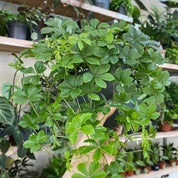 Cissus Striata in a 11 - 13 cm pot at The Watered Garden