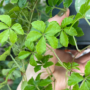 Cissus Striata in a 11 - 13 cm pot at The Watered Garden
