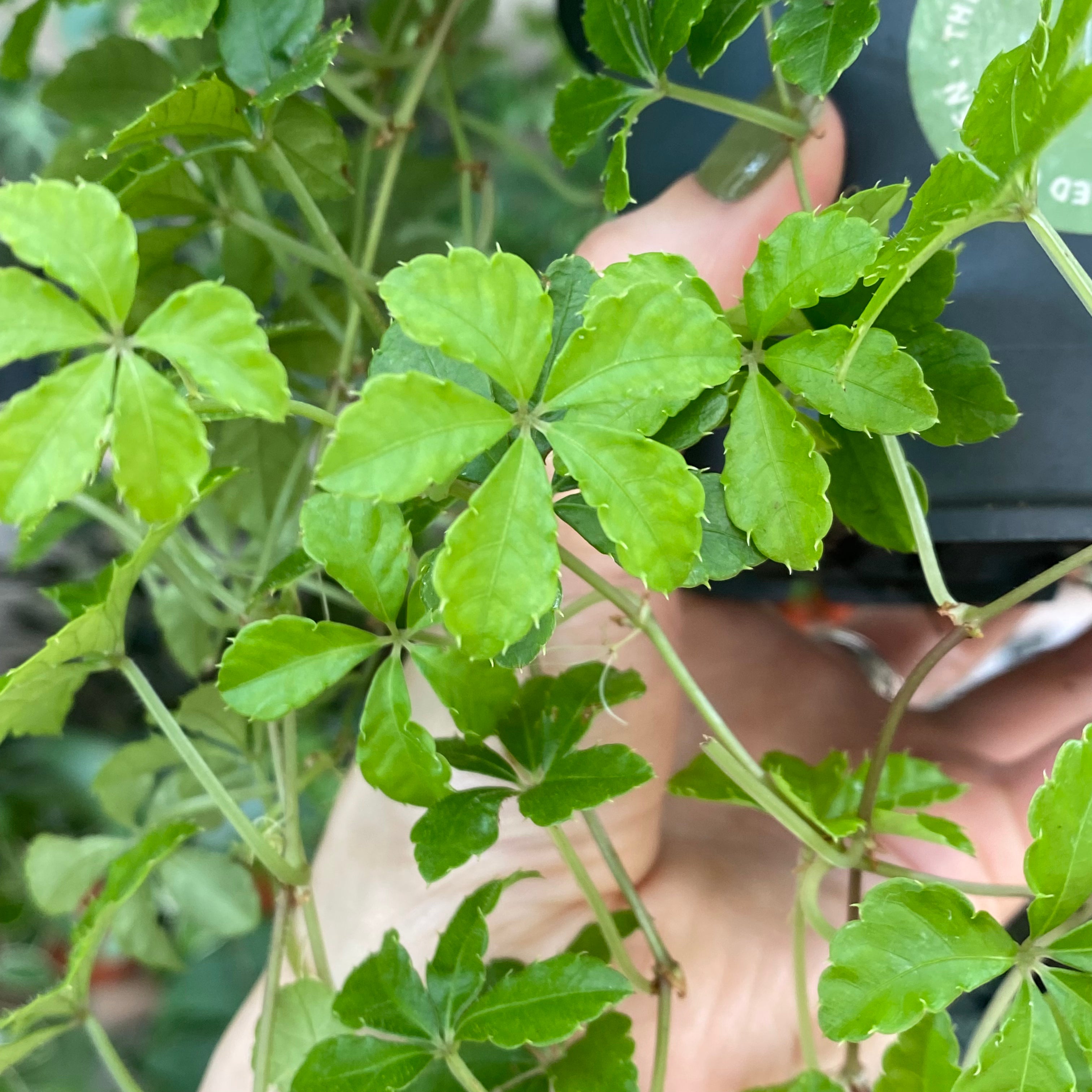 Cissus Striata in a 11 - 13 cm pot at The Watered Garden