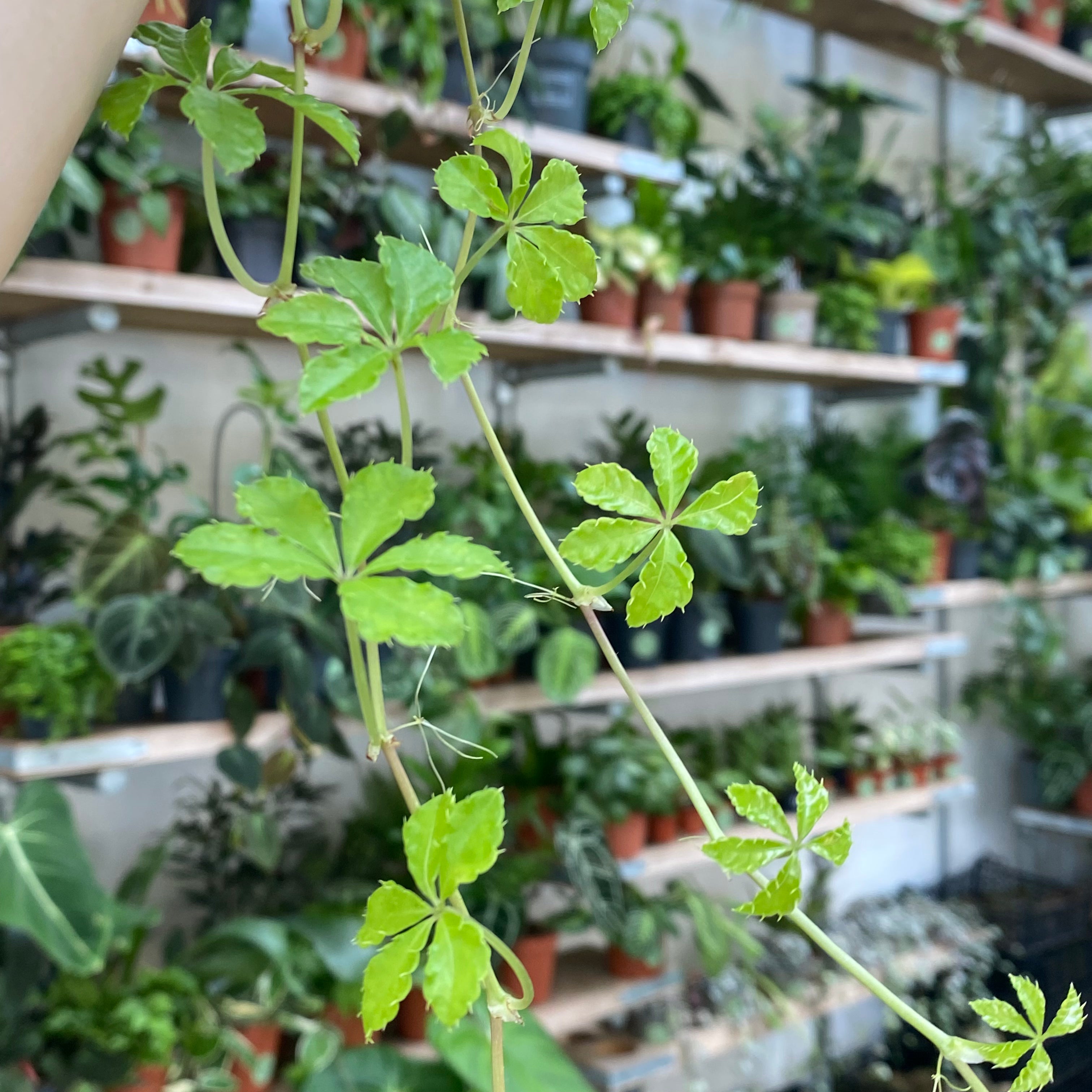 Cissus Striata in a 11 - 13 cm pot at The Watered Garden
