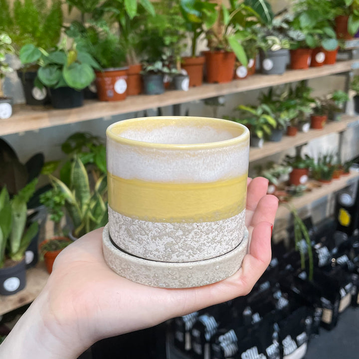A hand cradles a ceramic pot with a layered design, featuring a textured gray base, a smooth yellow center, and a creamy white top, all set against a nursery backdrop with rows of potted plants.