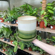A hand displaying a multi-layered ceramic pot, with bands of forest green, misty blue, and a golden rim, against a rich backdrop of varied indoor plants on wooden shelves.