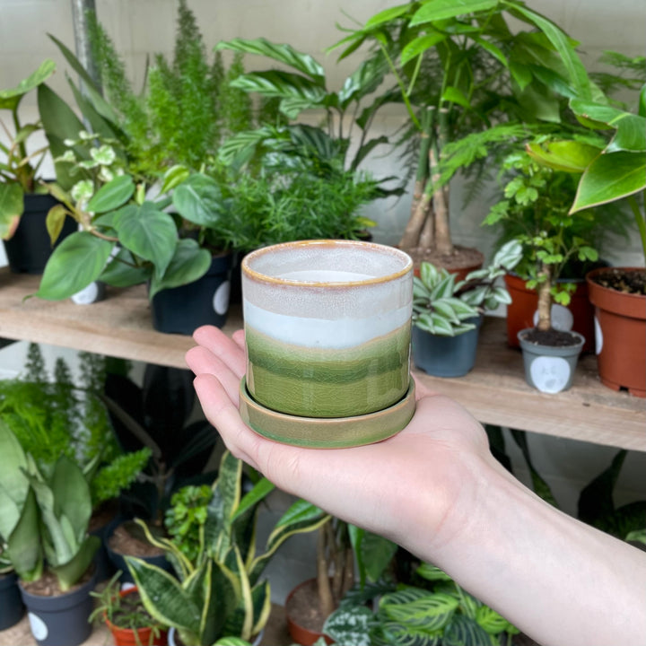 A hand displaying a multi-layered ceramic pot, with bands of forest green, misty blue, and a golden rim, against a rich backdrop of varied indoor plants on wooden shelves.