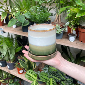 A hand displaying a multi-layered ceramic pot, with bands of forest green, misty blue, and a golden rim, against a rich backdrop of varied indoor plants on wooden shelves.