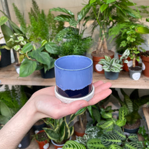 A hand extends, showcasing a deep blue ceramic pot that transitions into a frosted sky blue at the top, set before a lush backdrop of tropical plants.