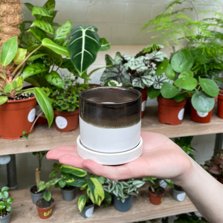 An open palm supports a small ceramic pot with a dark espresso top, a speckled grey midsection, and a solid white base, with a lush backdrop of leafy houseplants in a cozy garden setting.