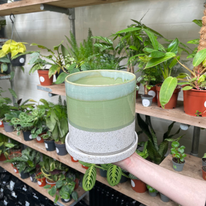 A hand extends, presenting a large ceramic pot with a smooth sage green upper, a textured grey middle, and a solid white base, set against a varied backdrop of indoor potted plants.