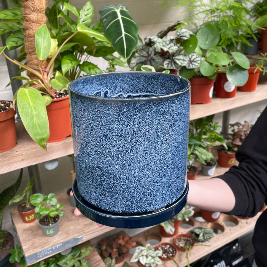 A hand delicately supports a textured navy blue ceramic pot with a glossy finish, complemented by a botanical array of houseplants on a wooden shelf in the background.
