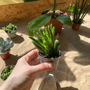 Crassula Ovata 'Coral' in a 5 - 7 cm pot at The Watered Garden