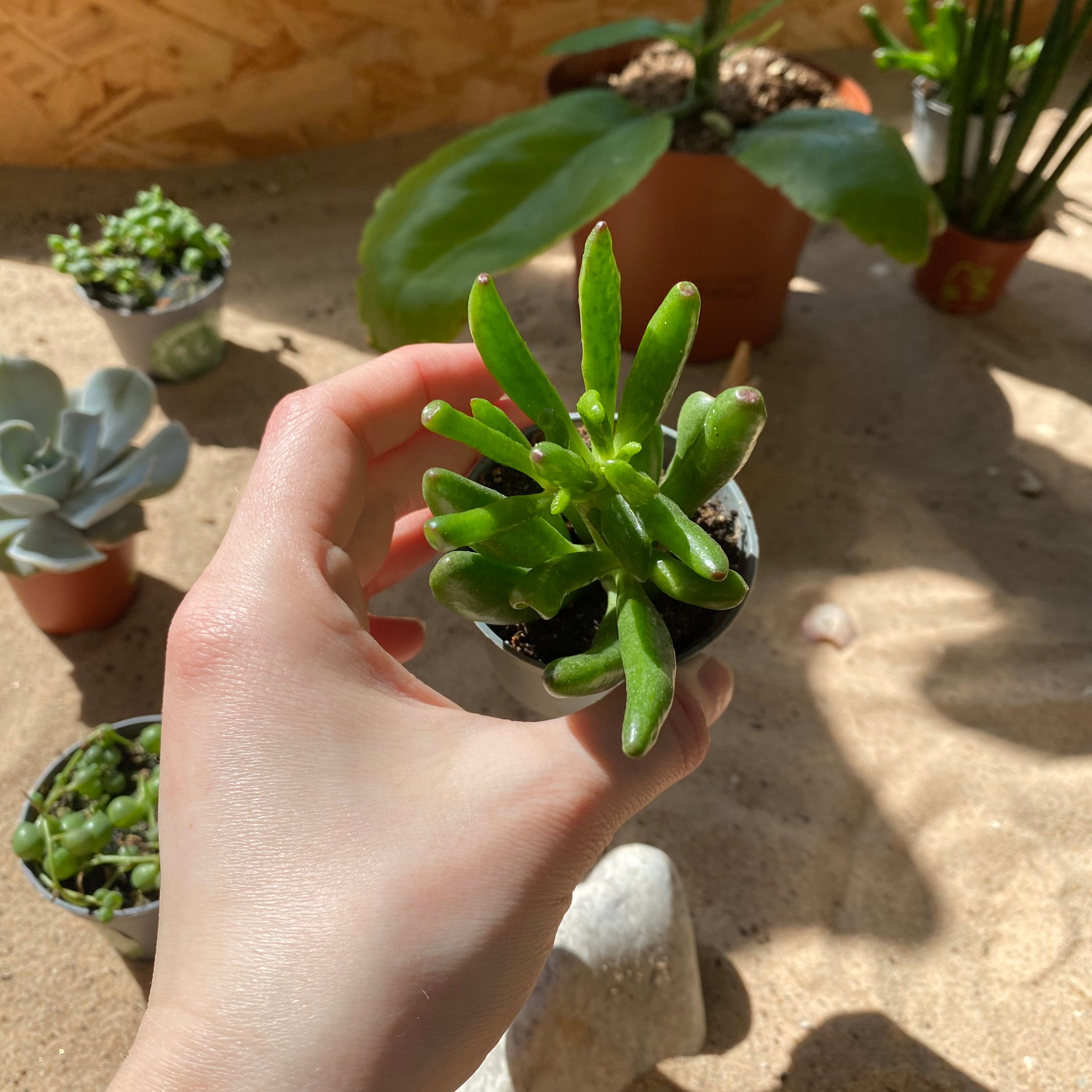 jade coral plant Crassula Ovata 'Coral'