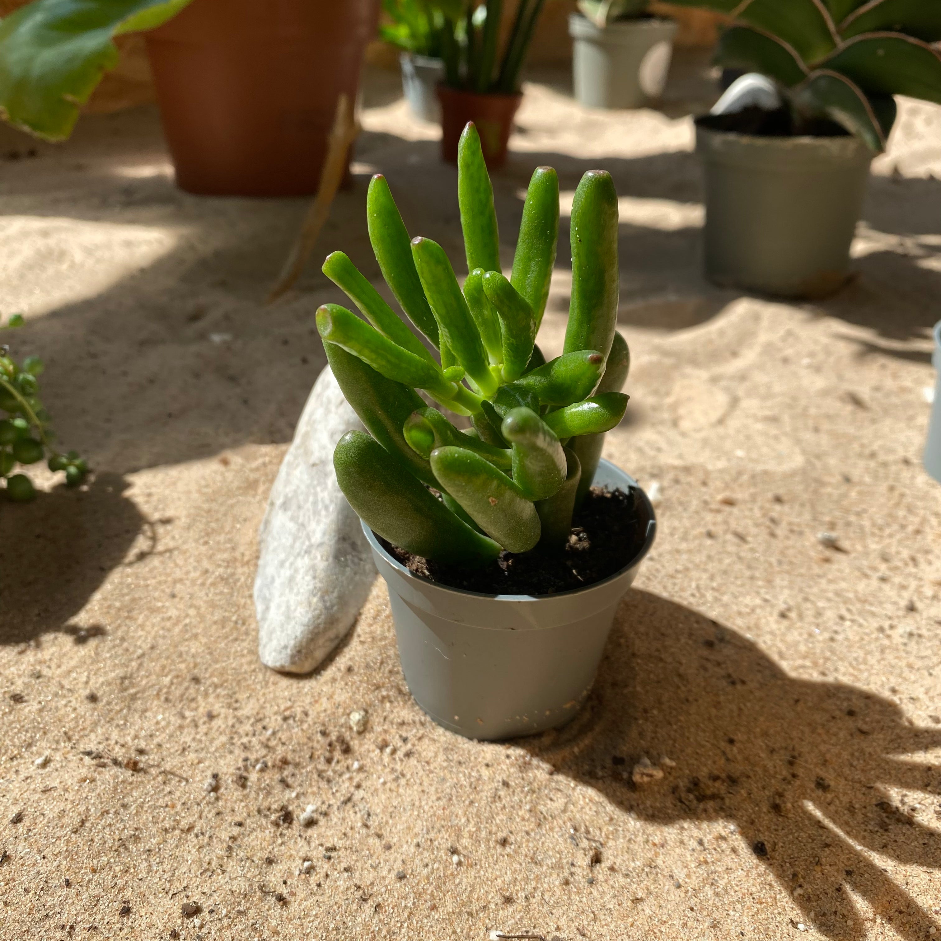 succulent that looks like coral Crassula Ovata 'Coral'