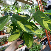 Ctenanthe Lubbersiana 'Golden Mosaic' in a 15 - 17 cm pot at The Watered Garden