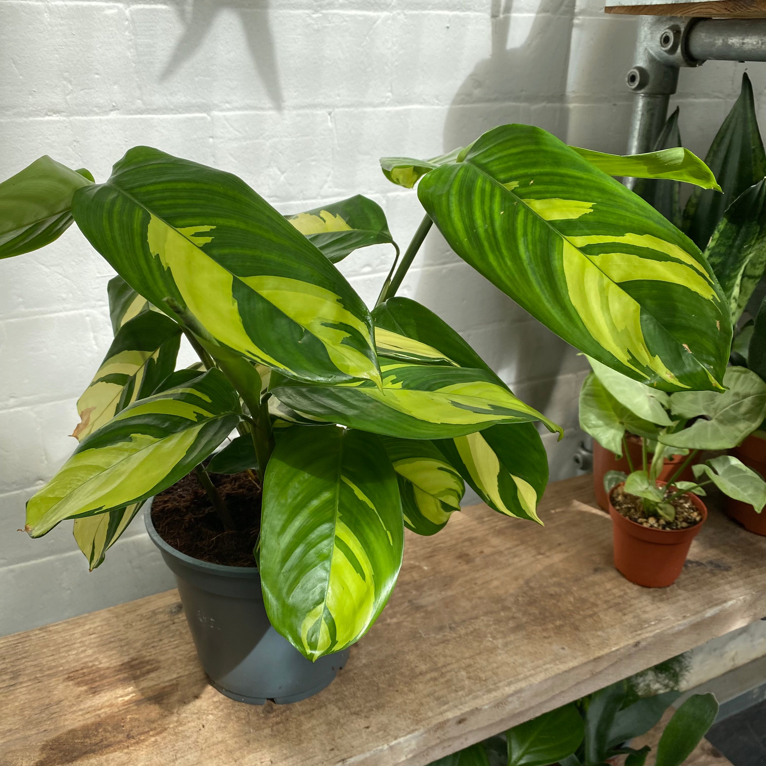 Ctenanthe Lubbersiana 'Golden Mosaic' in a 15 - 17 cm pot at The Watered Garden