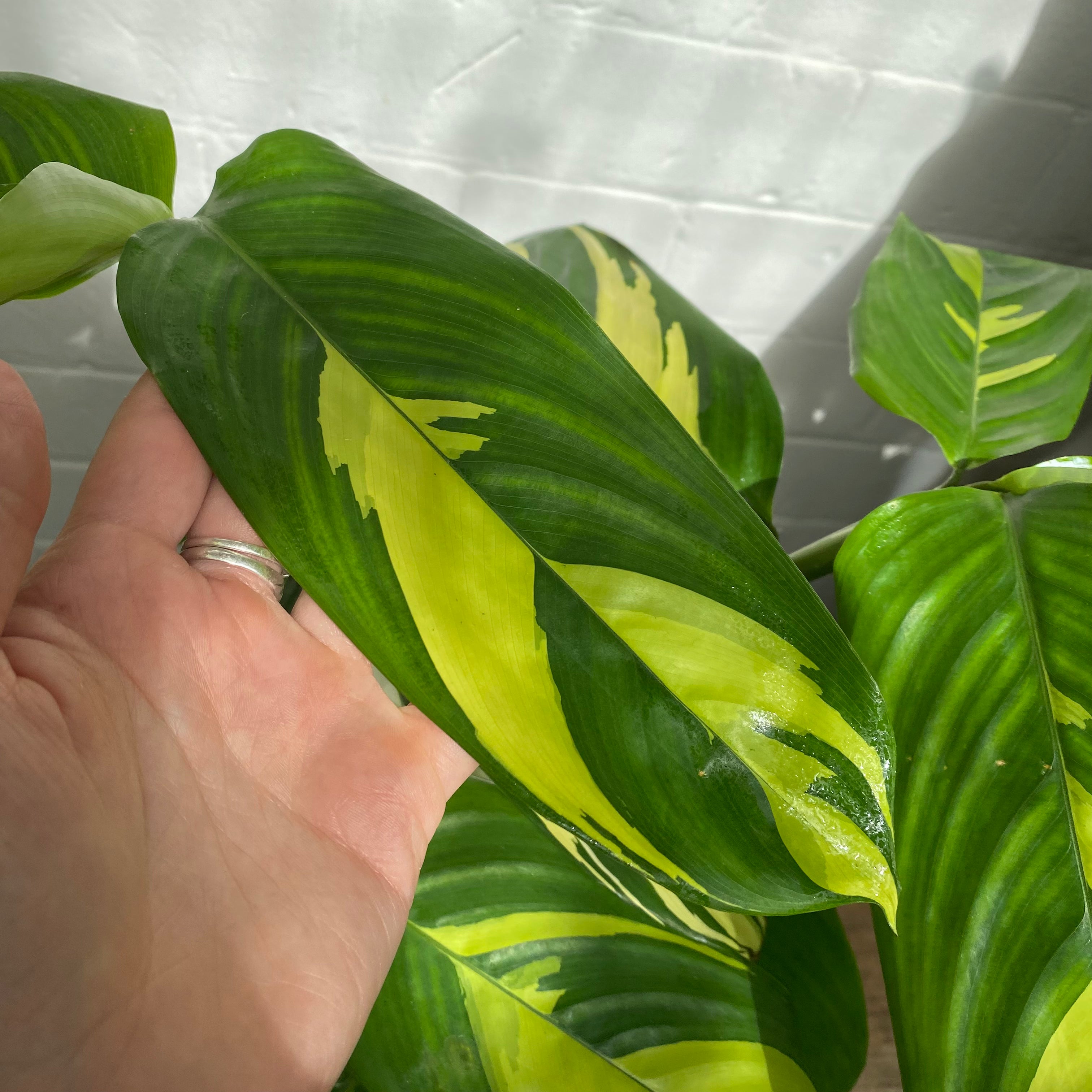 mosaic prayer plant Ctenanthe Lubbersiana 'Golden Mosaic'