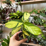 Ctenanthe Lubbersiana 'Golden Mosaic' in a 5 - 7 cm pot at The Watered Garden