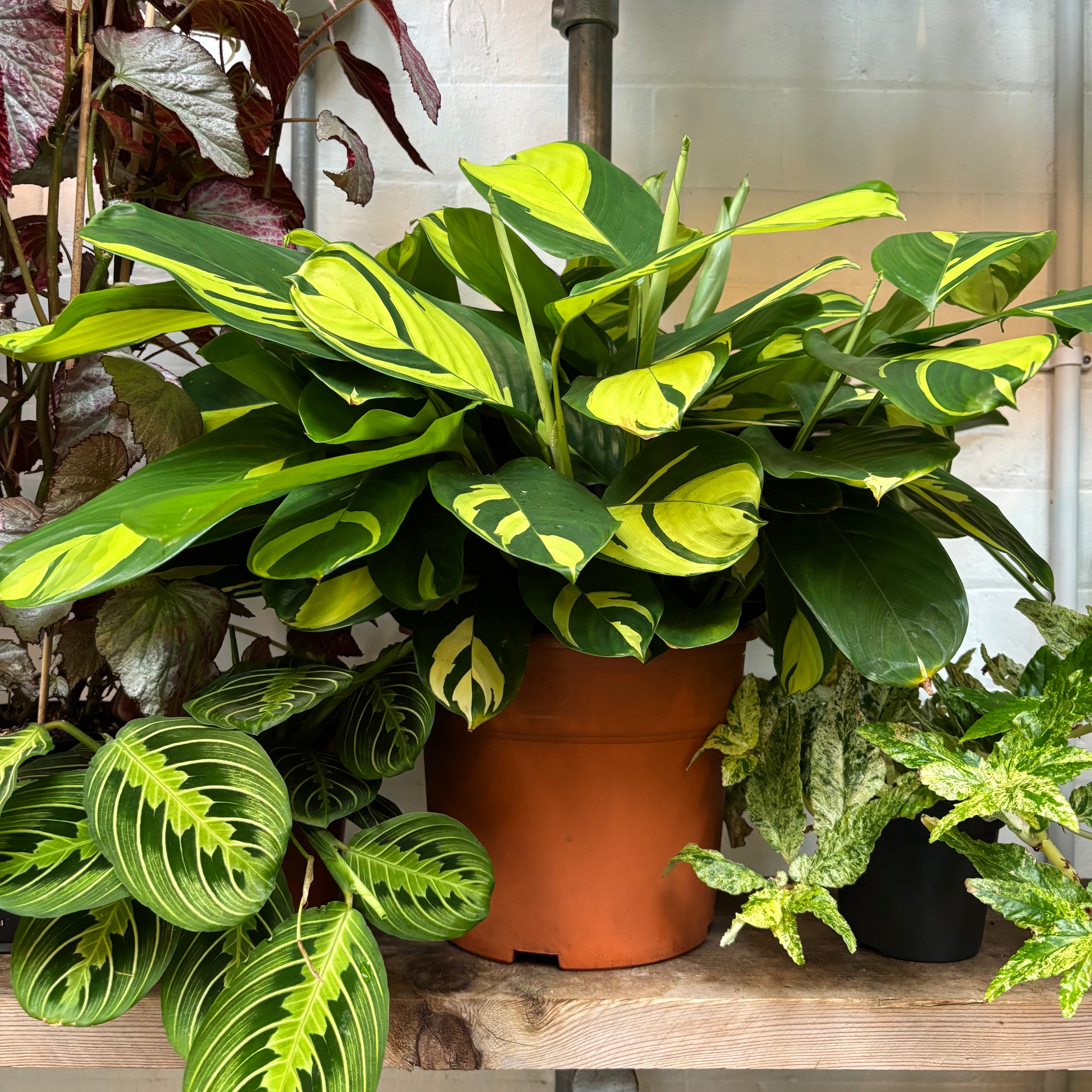 Ctenanthe Lubbersiana 'Golden Mosaic' in a 21 - 23 cm pot at The Watered Garden