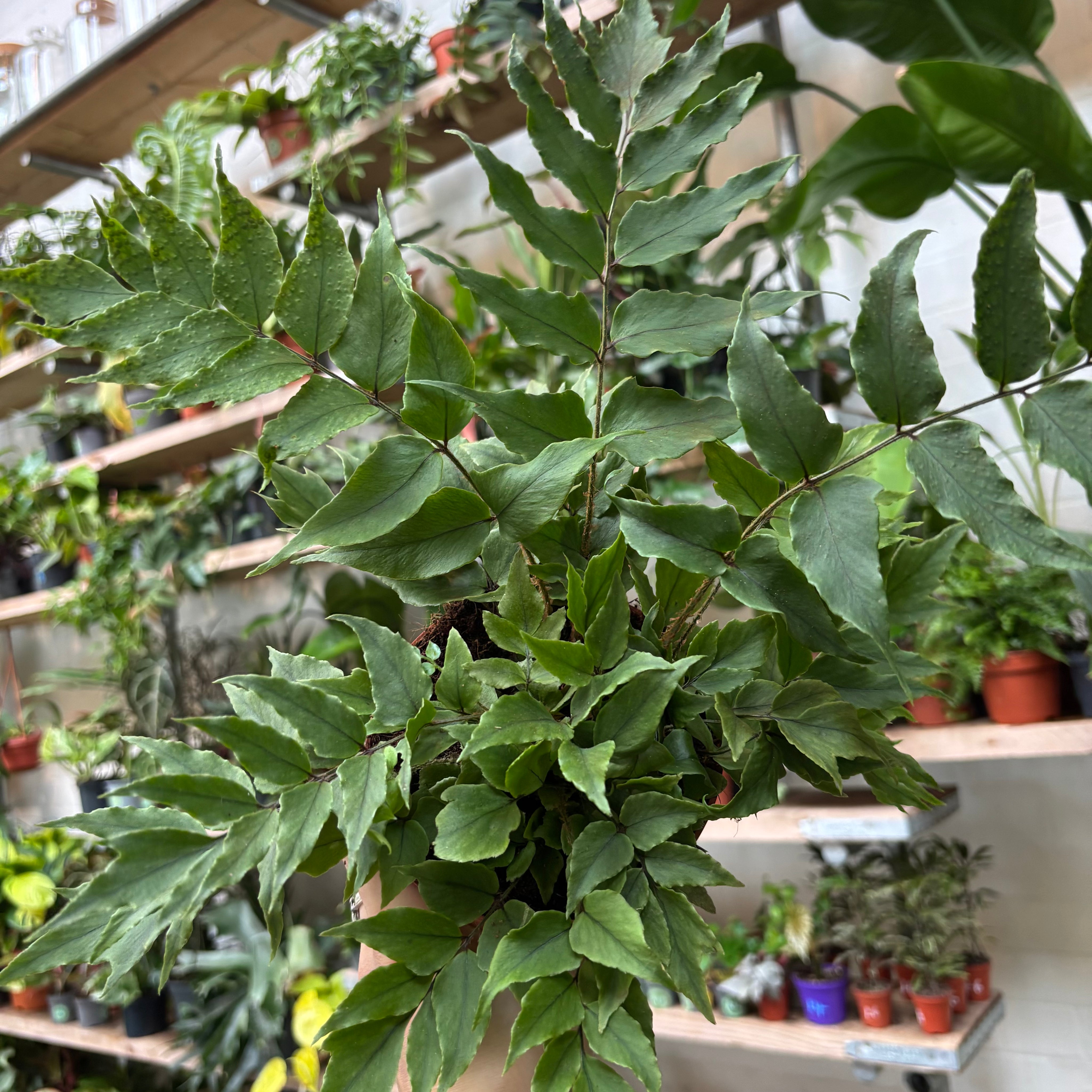 Cyrtomium Fortunei 'Holly Fern' in a 11 - 13 cm pot at The Watered Garden