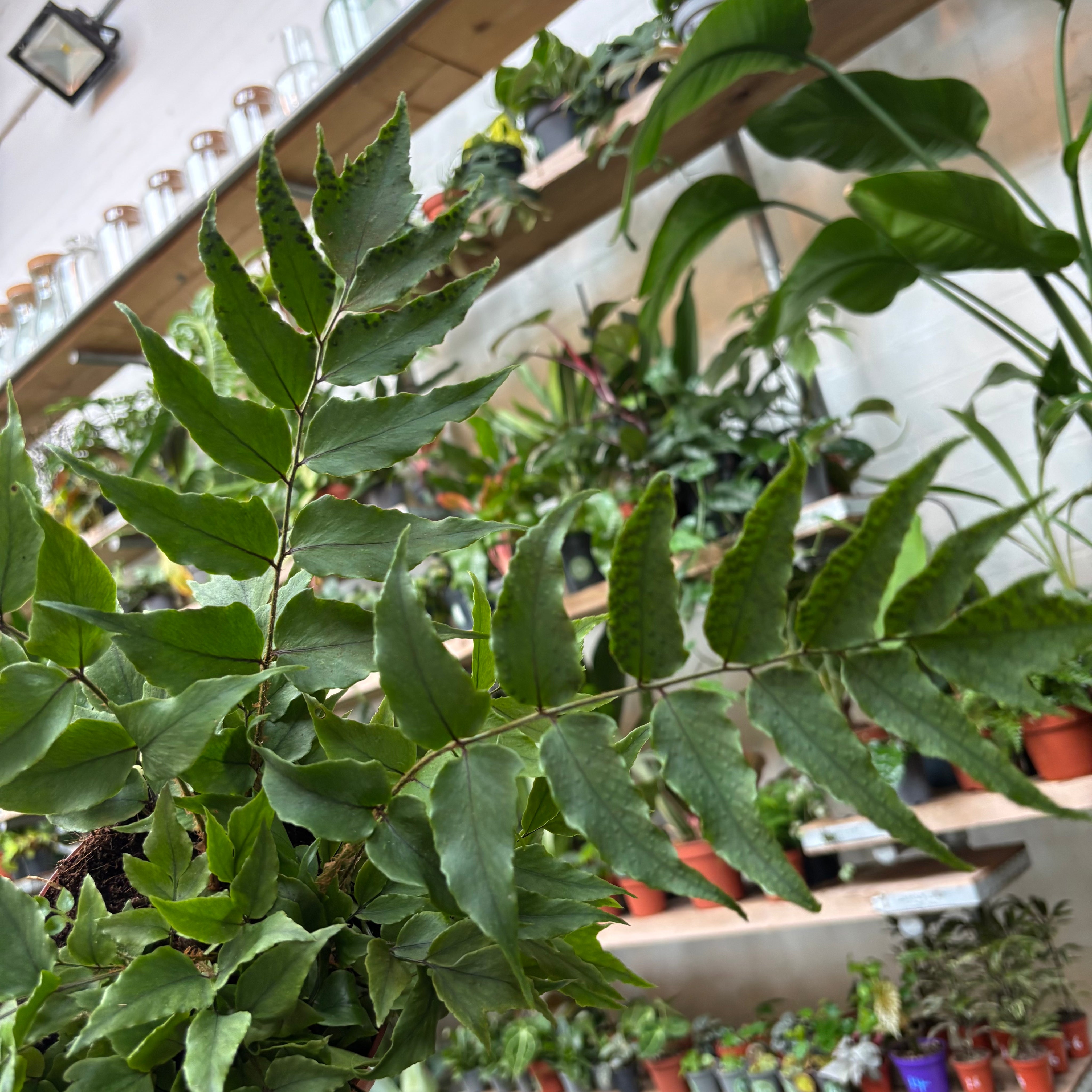 Cyrtomium Fortunei 'Holly Fern' in a 11 - 13 cm pot at The Watered Garden