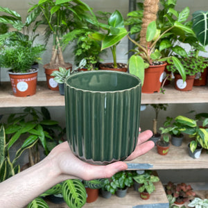 A hand holds a dark green ceramic pot with vertical fluting, contrasting with a verdant background of varied potted plants on wooden shelves.