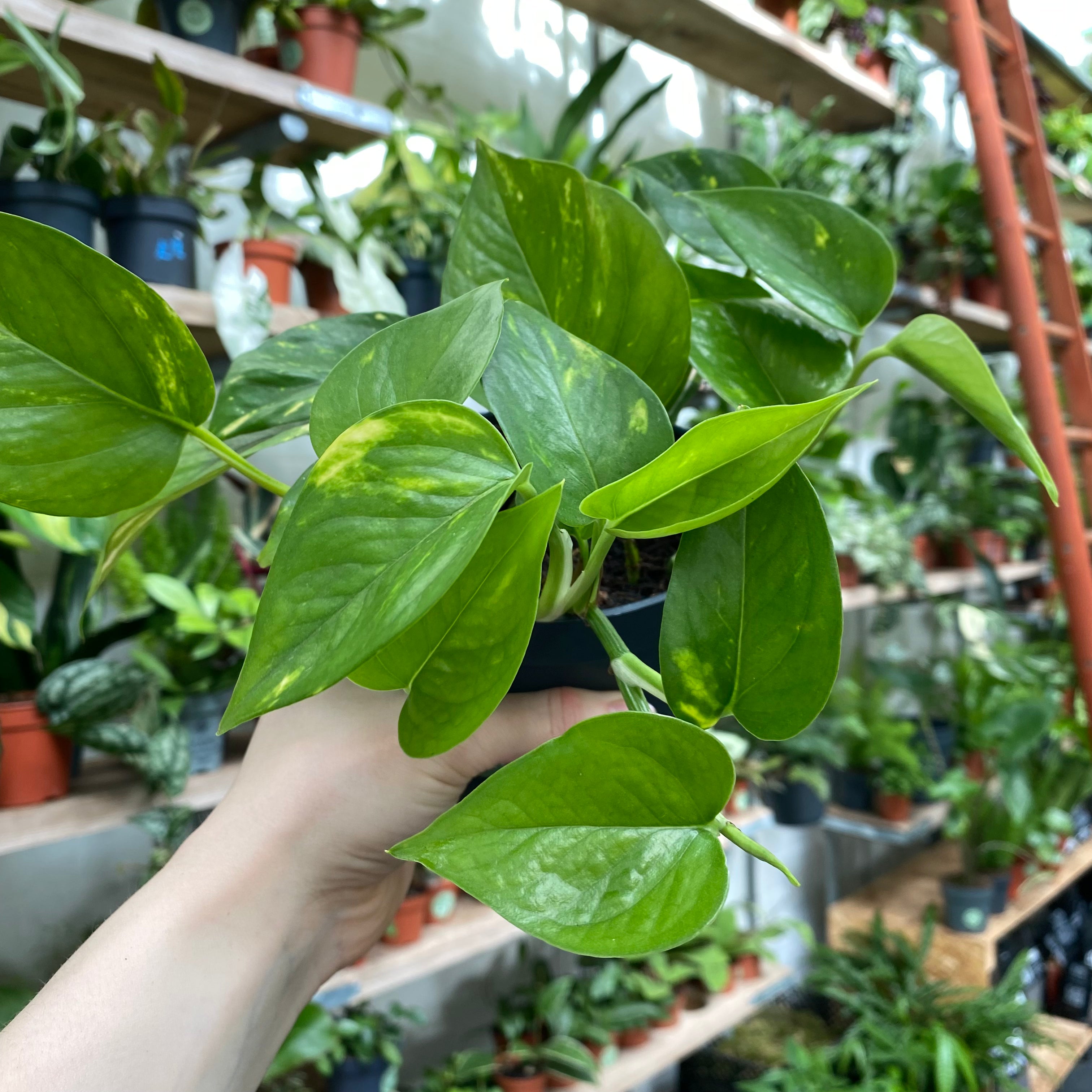 Epipremnum Aureum in a 11 - 13 cm pot at The Watered Garden