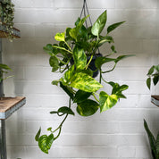 Epipremnum Aureum in a 15 - 17 cm hanging pot at The Watered Garden