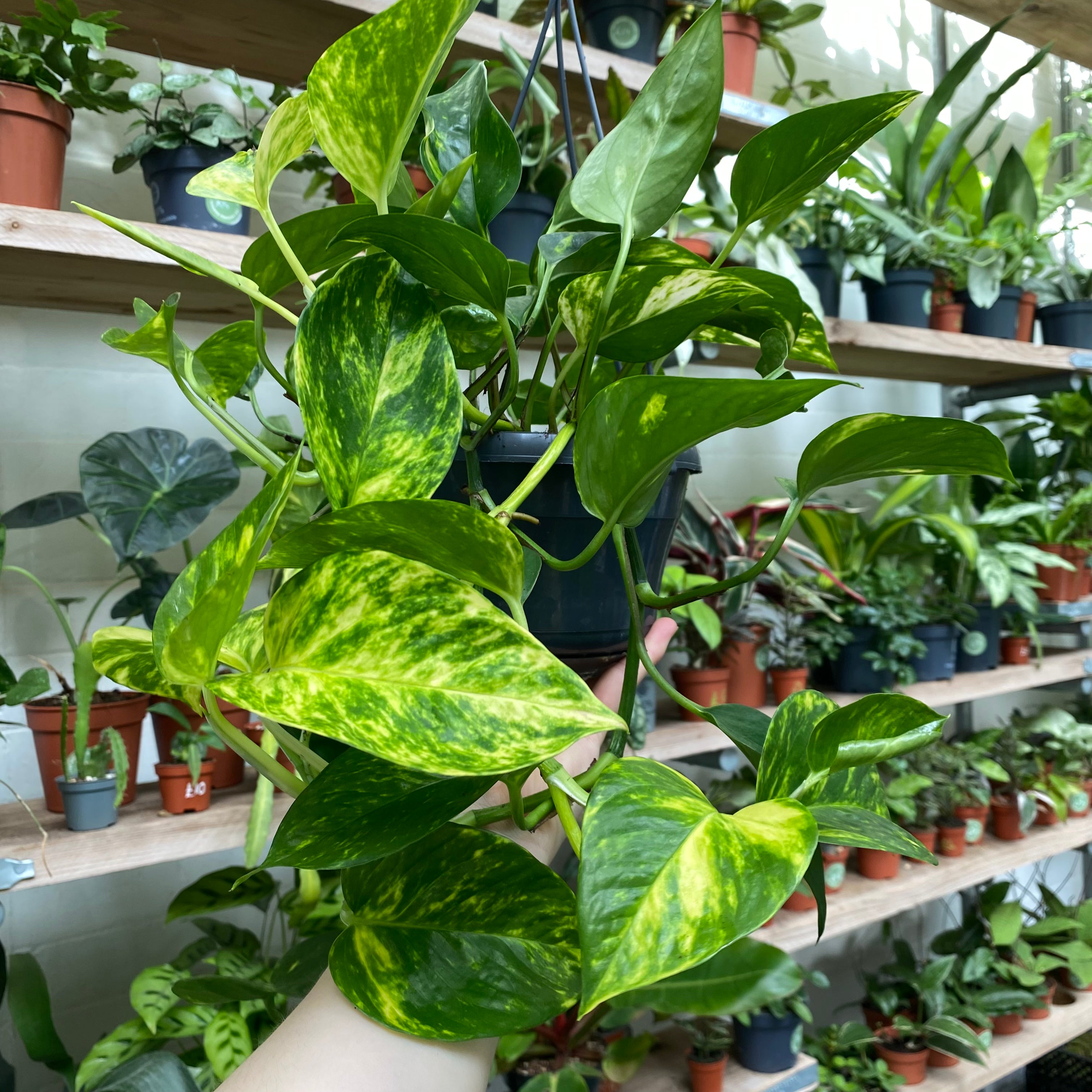 Epipremnum Aureum in a 15 - 17 cm hanging pot at The Watered Garden