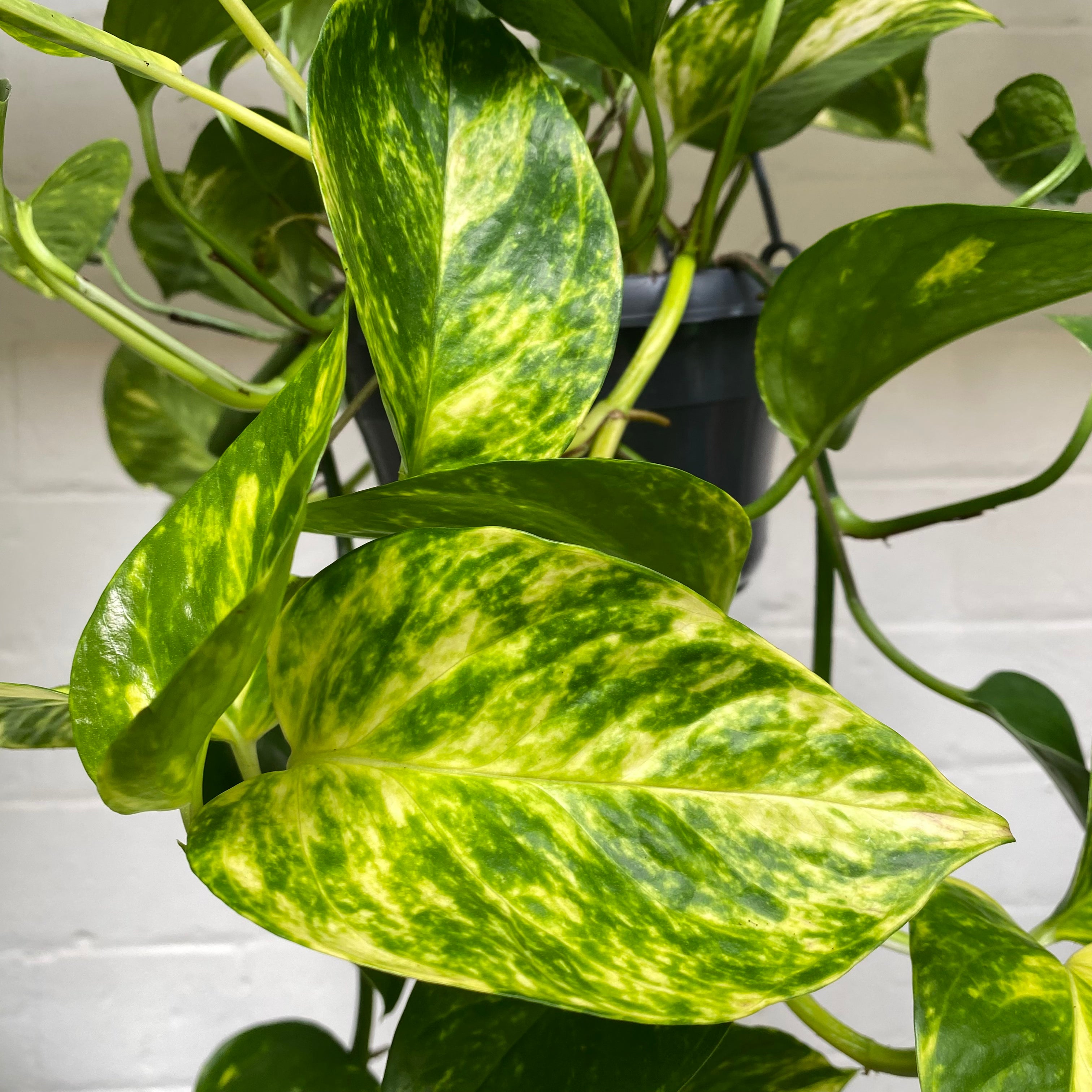Epipremnum Aureum in a 15 - 17 cm hanging pot at The Watered Garden