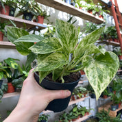 Epipremnum Aureum 'Marble Queen' in a 11 - 13 cm pot at The Watered Garden