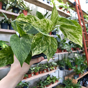 Epipremnum Aureum 'Marble Queen' in a 11 - 13 cm pot at The Watered Garden