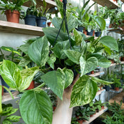 Epipremnum Aureum 'Marble Queen' in a 15 - 17 cm hanging pot at The Watered Garden
