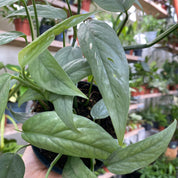Epipremnum Pinnatum 'Cebu Bleu' in a 11 - 13 cm pot at The Watered Garden