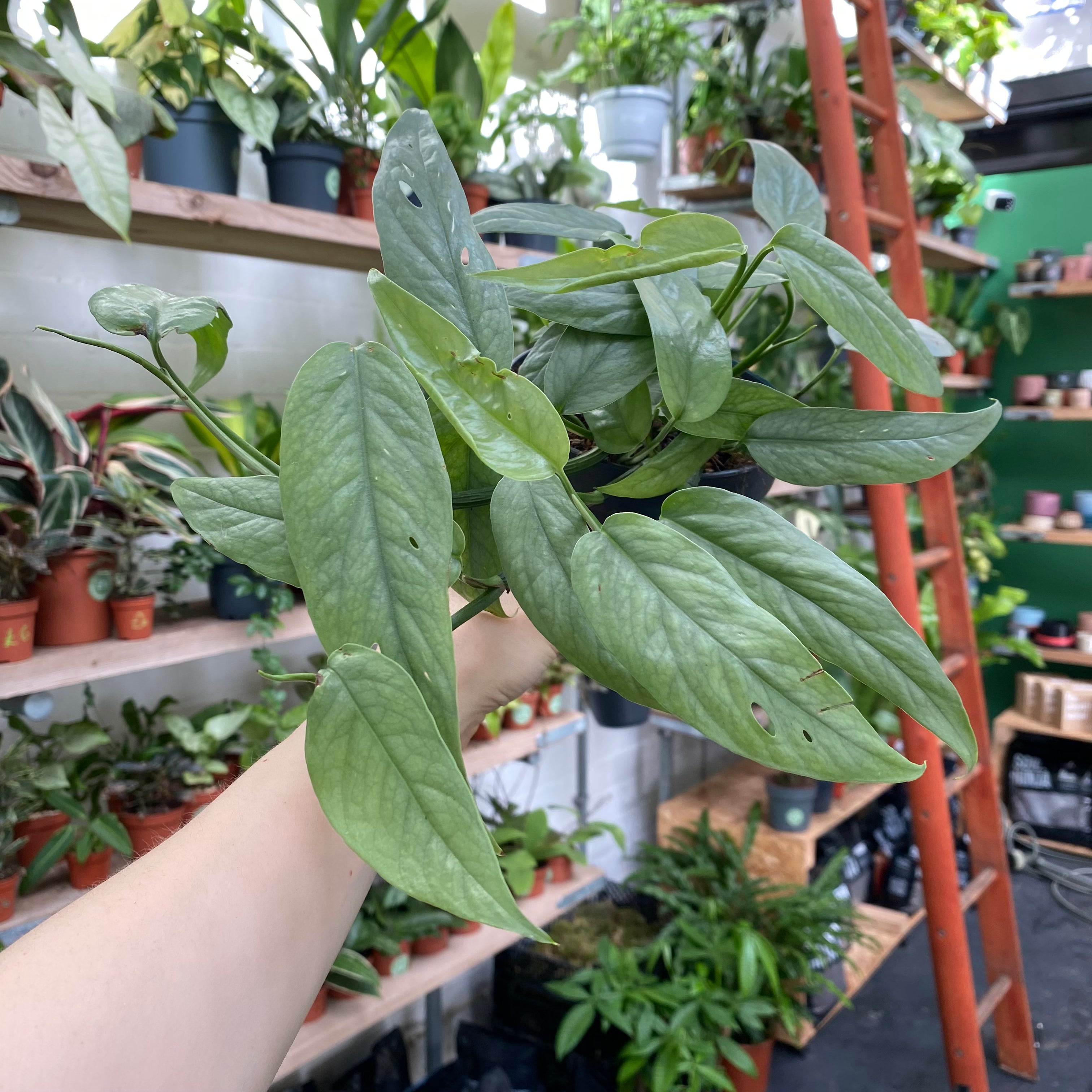 Epipremnum Pinnatum 'Cebu Bleu' in a 11 - 13 cm pot at The Watered Garden