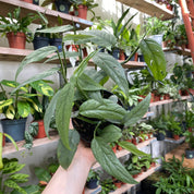 Epipremnum Pinnatum 'Cebu Bleu' in a 11 - 13 cm pot at The Watered Garden