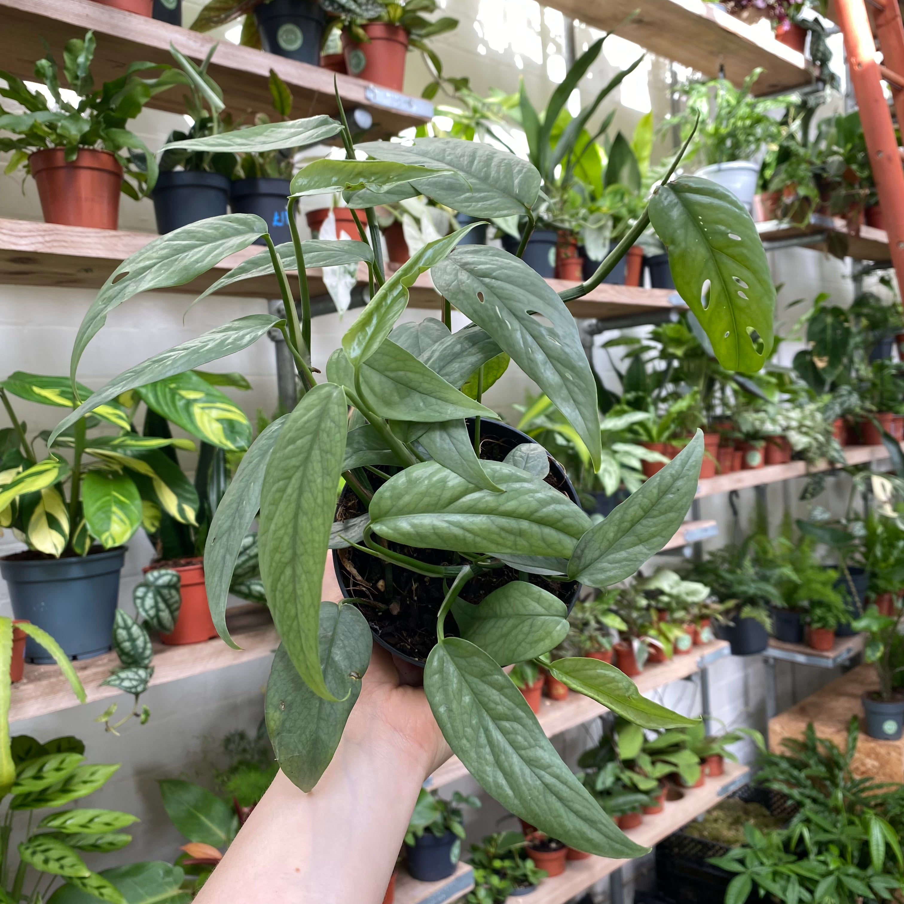 Epipremnum Pinnatum 'Cebu Bleu' in a 11 - 13 cm pot at The Watered Garden