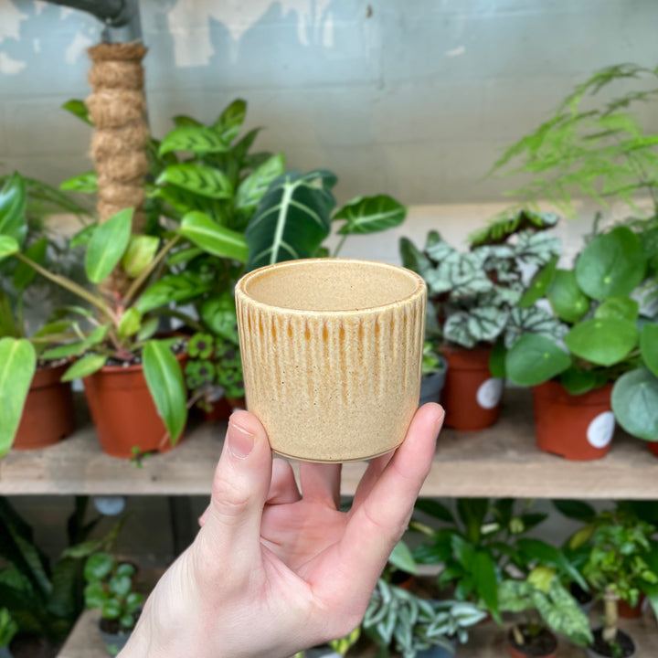A hand grips a small sand-coloured ceramic pot, adorned with vertical drip lines, against a backdrop of assorted potted green plants on shelving.