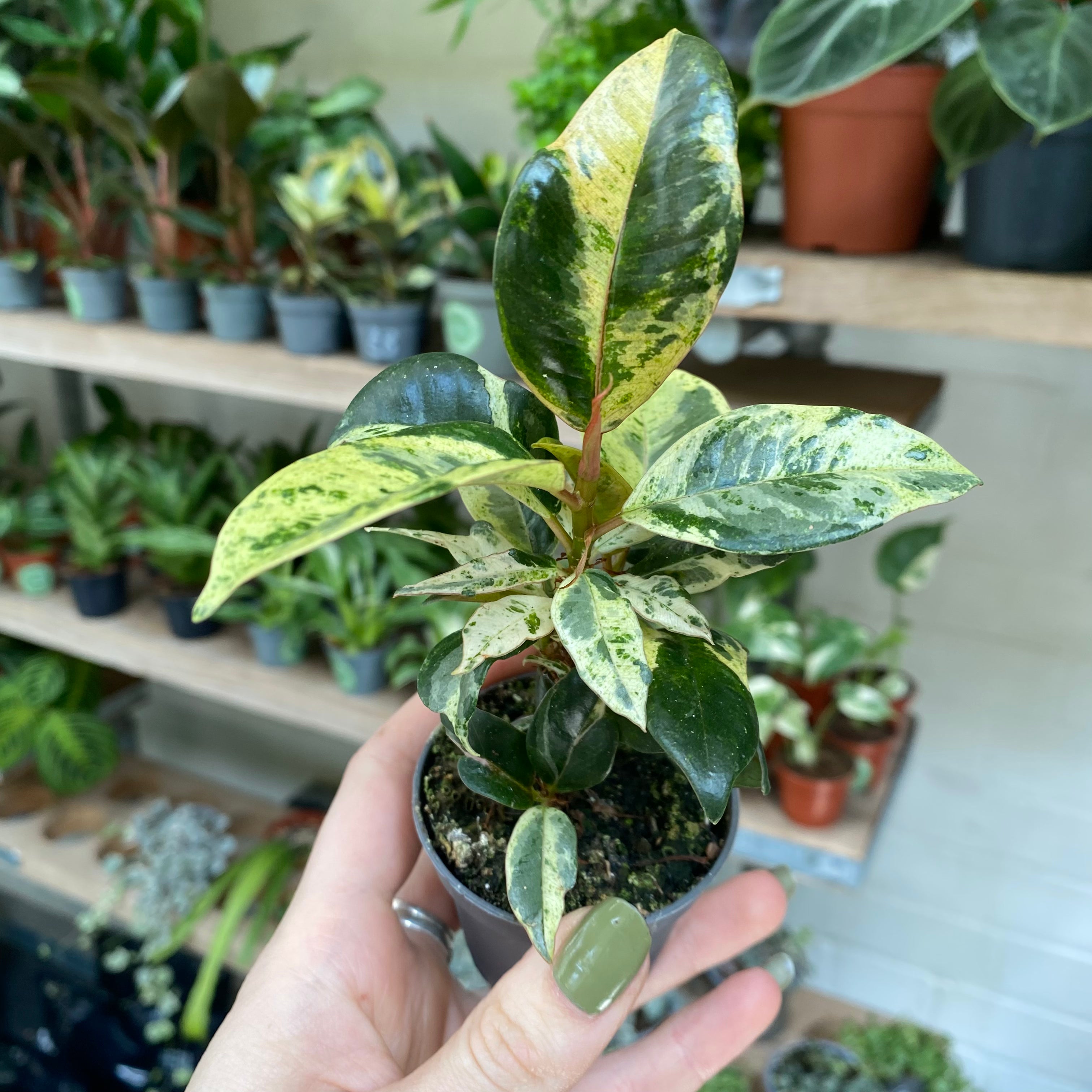 Ficus Elastica 'Shivereana' in a 5 - 7 cm pot at The Watered Garden