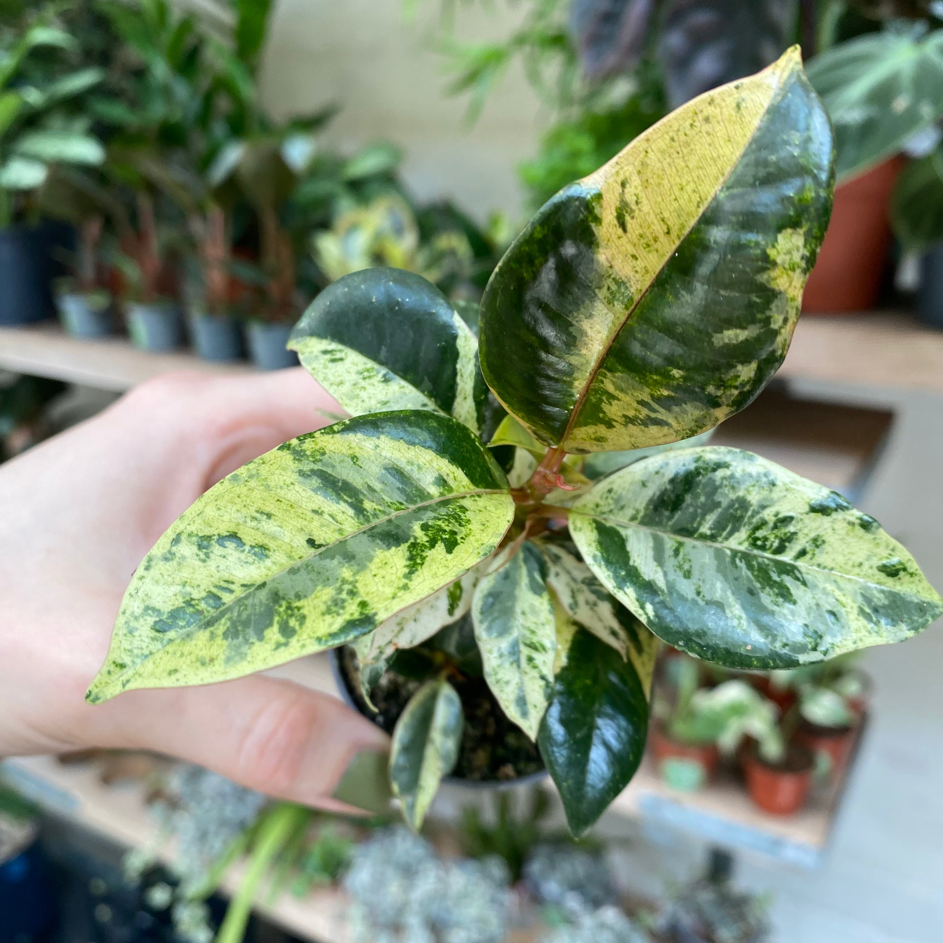 Ficus Elastica 'Shivereana' in a 5 - 7 cm pot at The Watered Garden