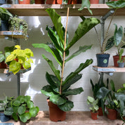 Ficus Lyrata in a 17 - 19 cm pot at The Watered Garden