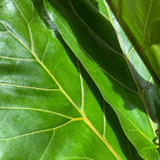 Ficus Lyrata in a 17 - 19 cm pot at The Watered Garden