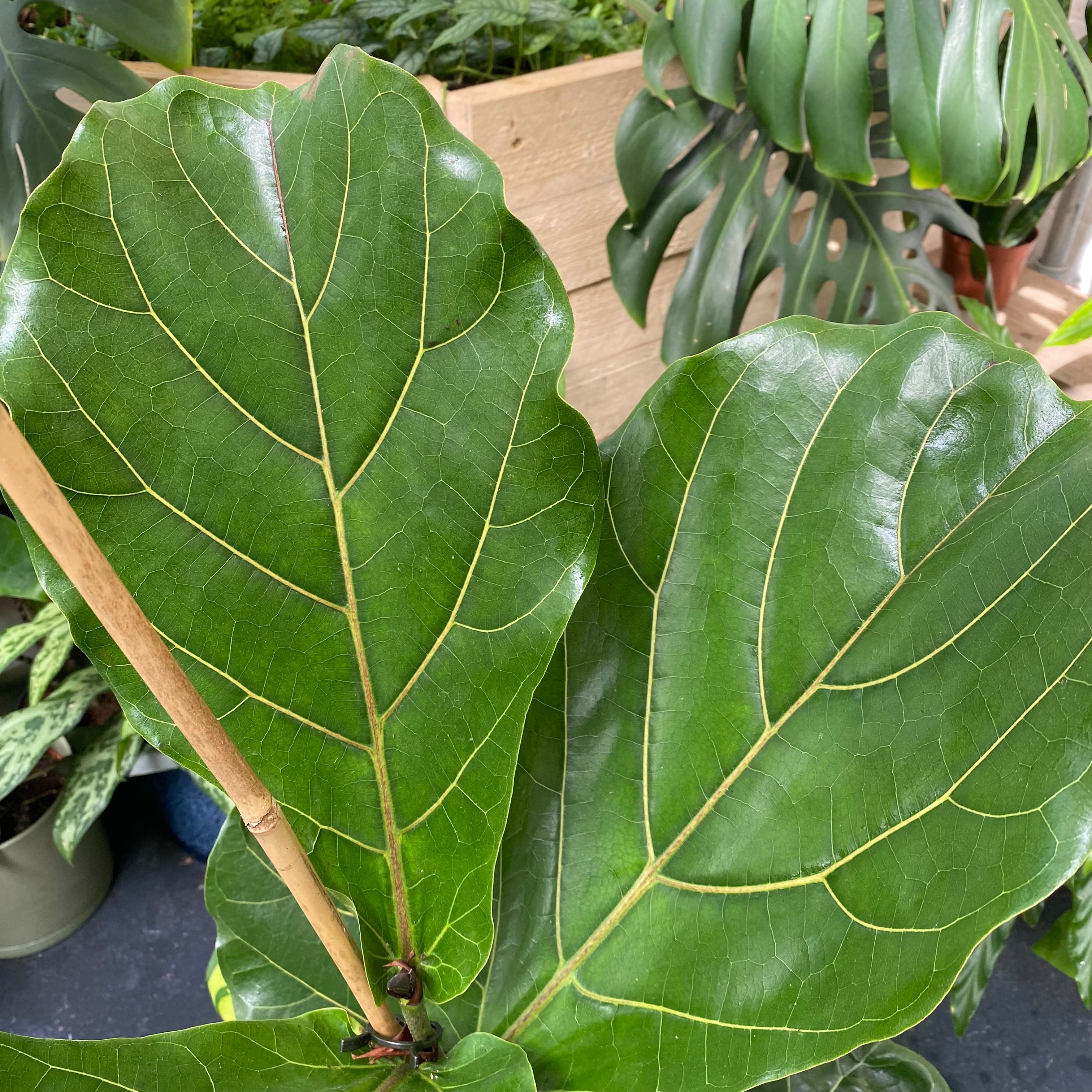 Ficus Lyrata in a 17 - 19 cm pot at The Watered Garden