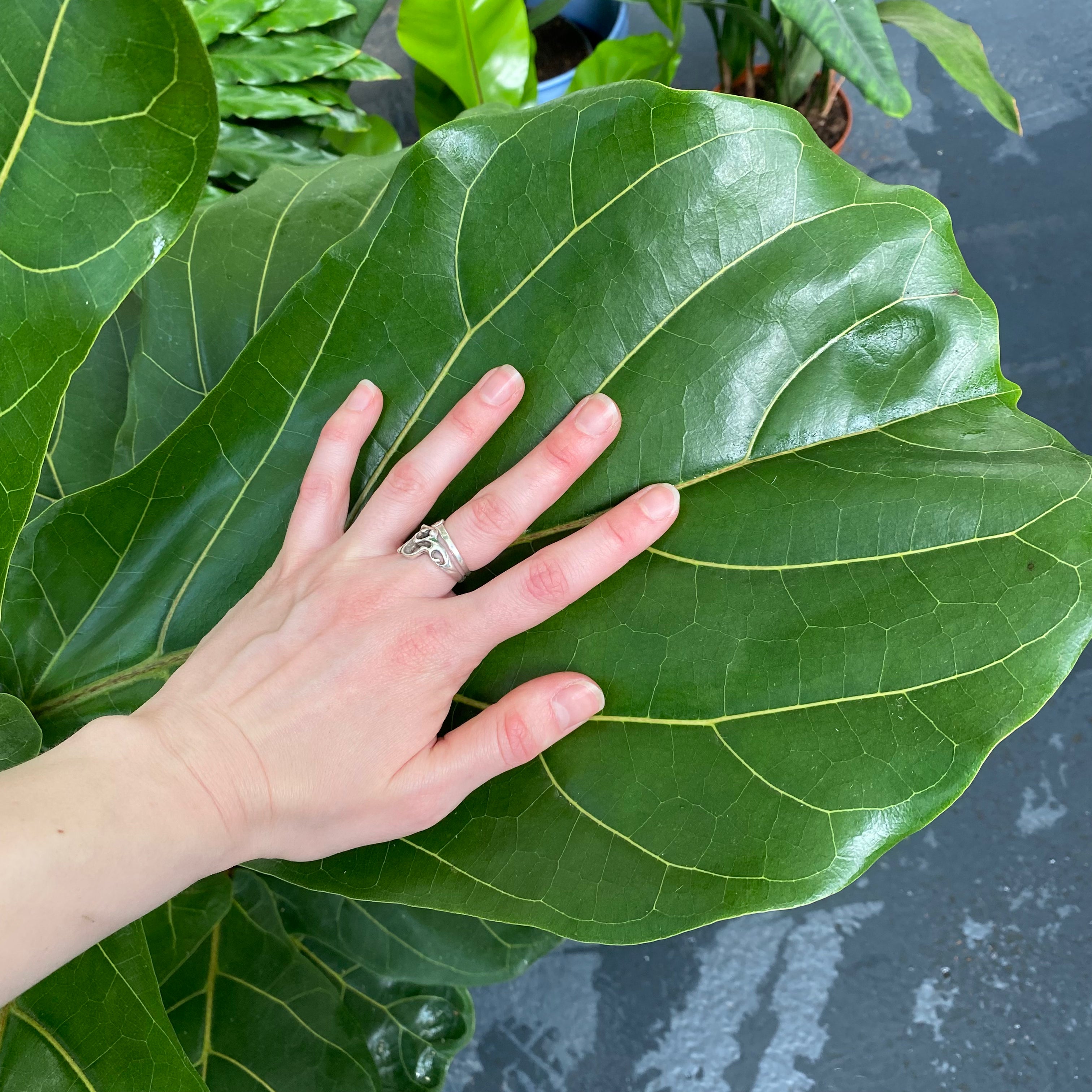 Ficus Lyrata in a 17 - 19 cm pot at The Watered Garden