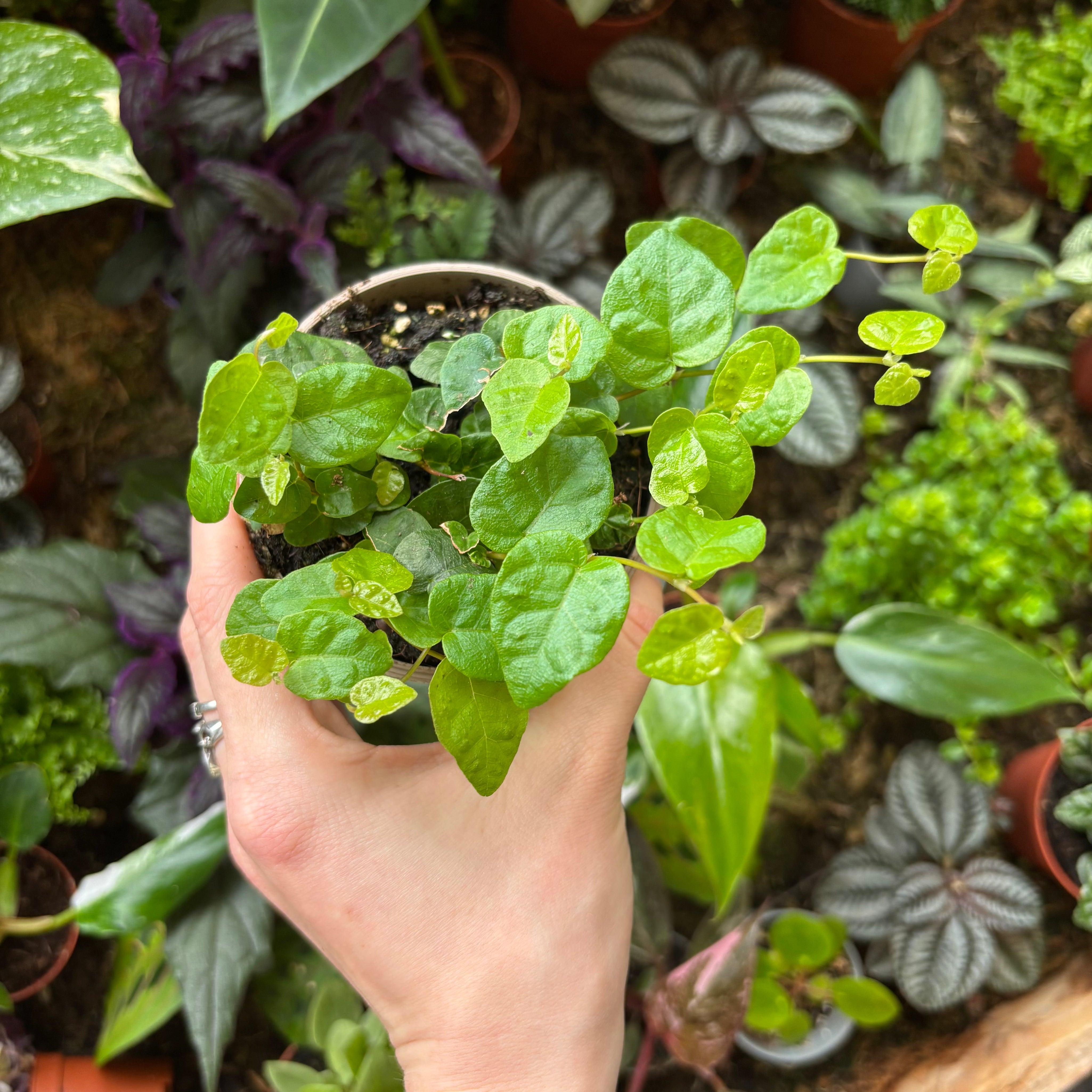 Ficus Pumila in a 5 - 7 cm pot at The Watered Garden