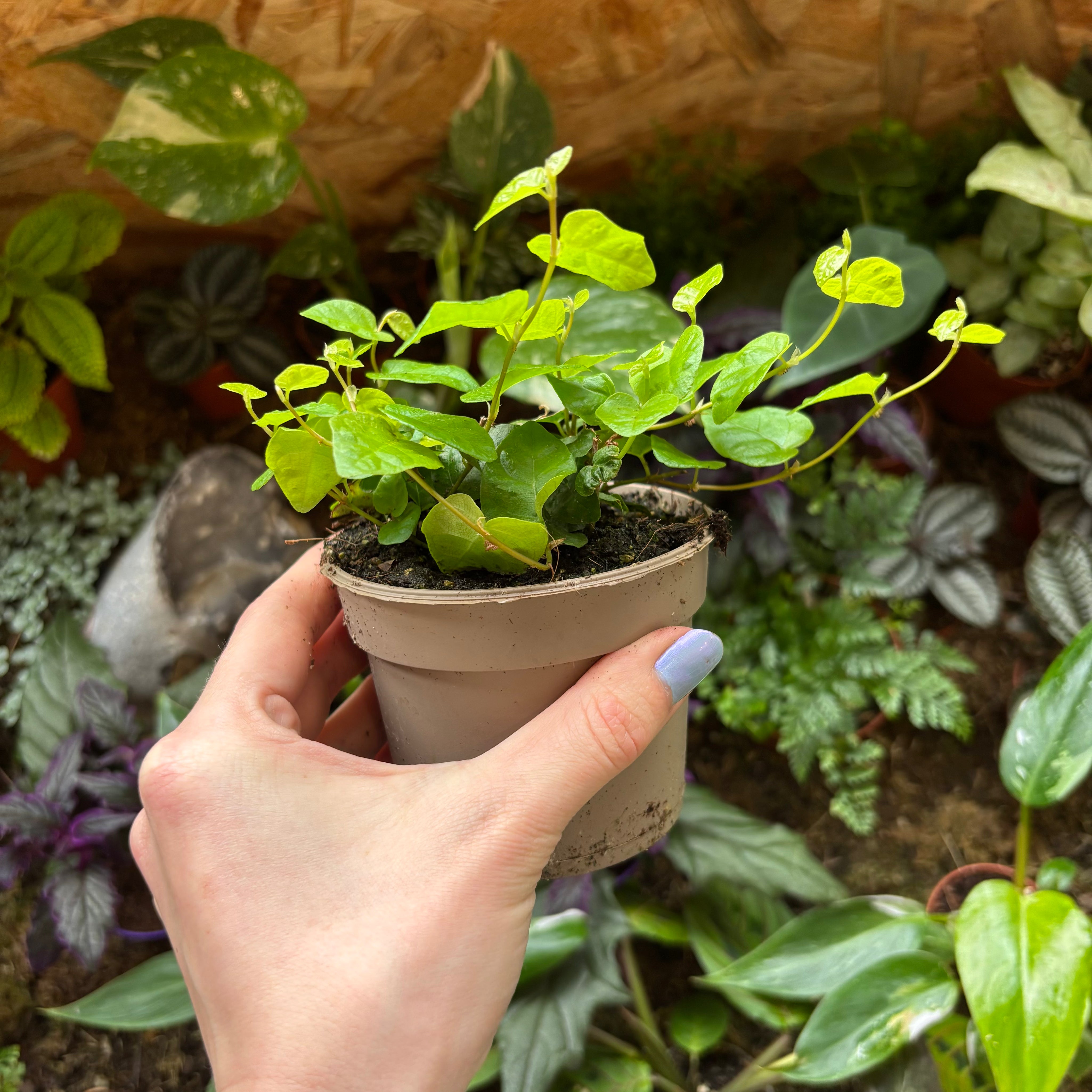Ficus Pumila in a 5 - 7 cm pot at The Watered Garden