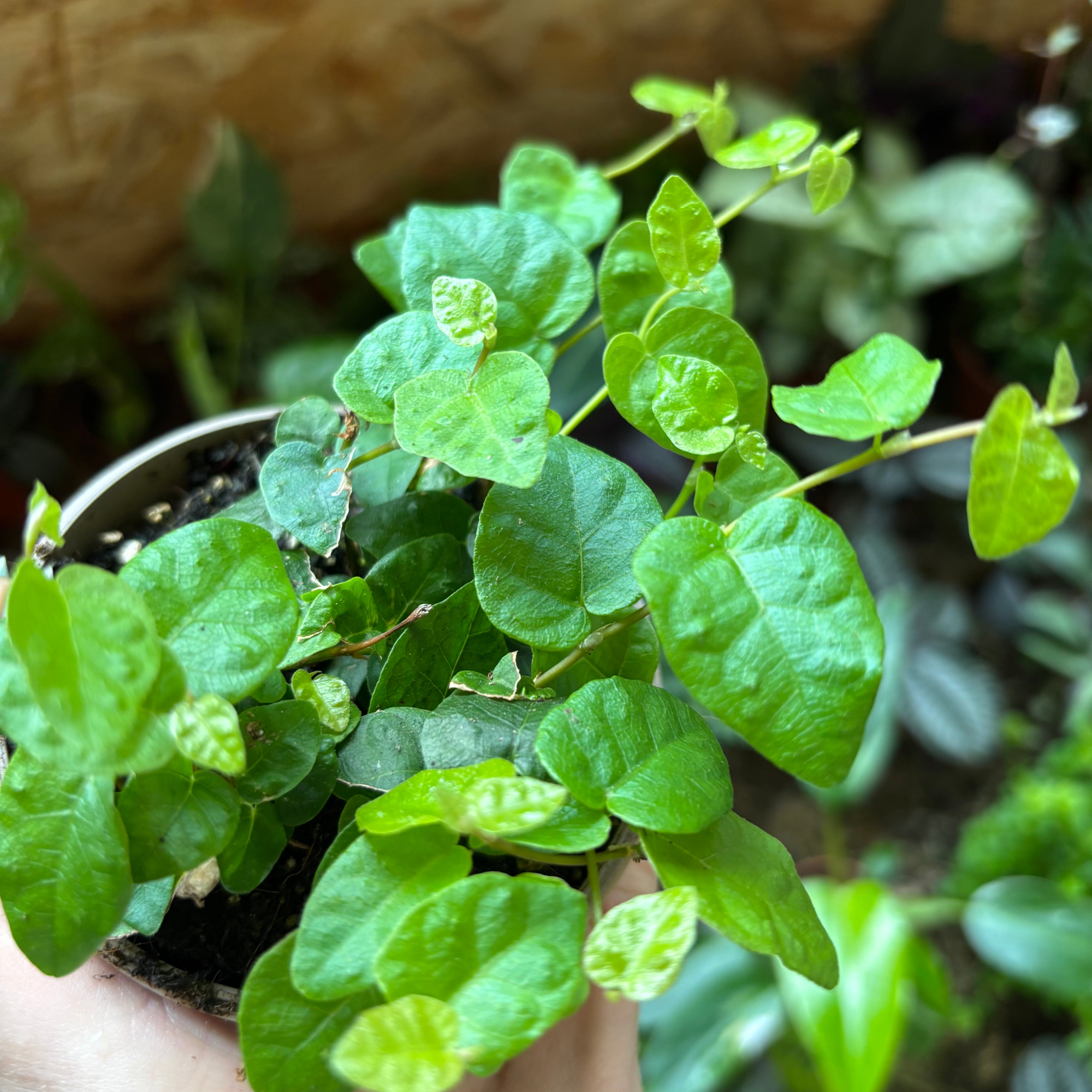 Ficus Pumila in a 5 - 7 cm pot at The Watered Garden
