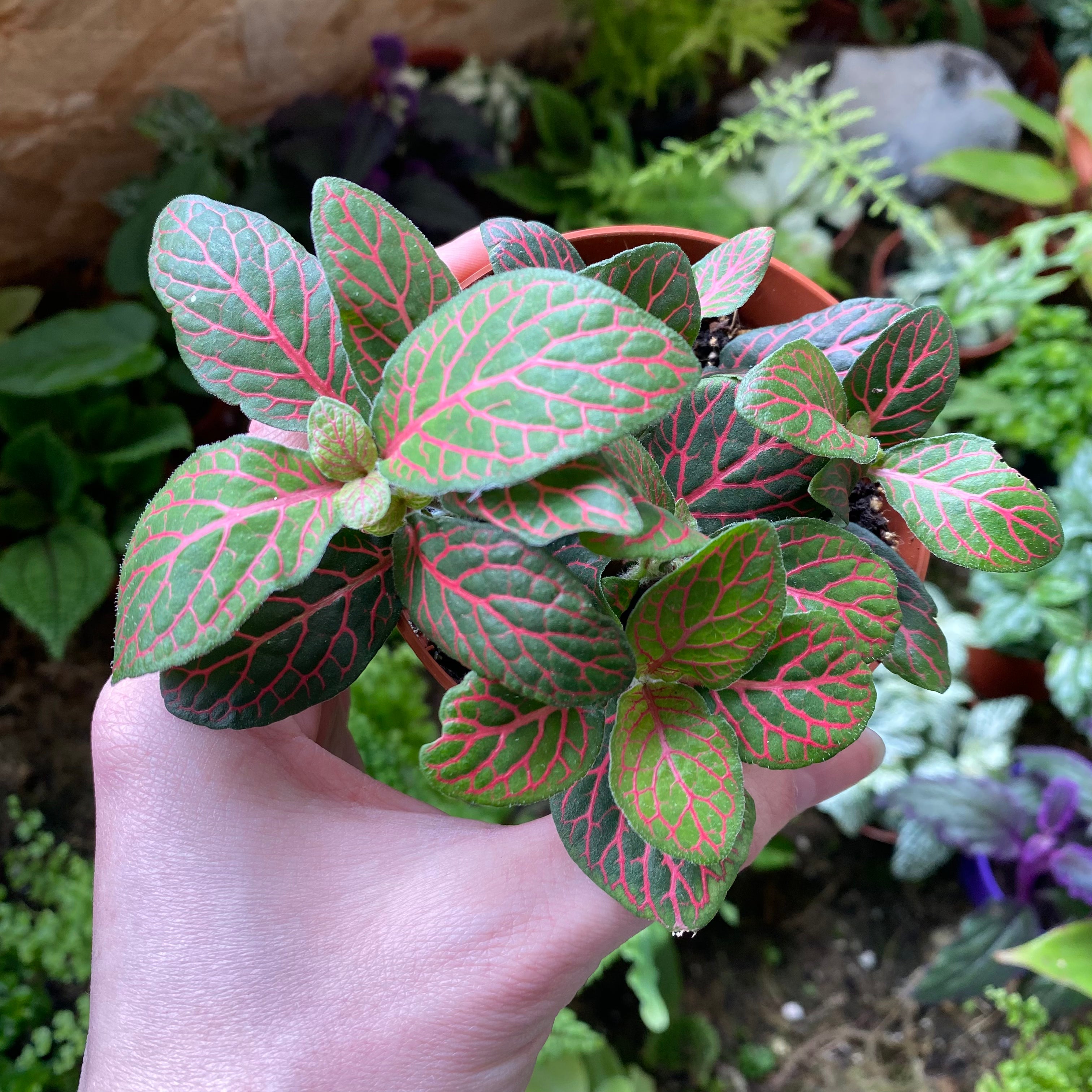 Fittonia Albivenis in a 7 - 9 cm pot at The Watered Garden