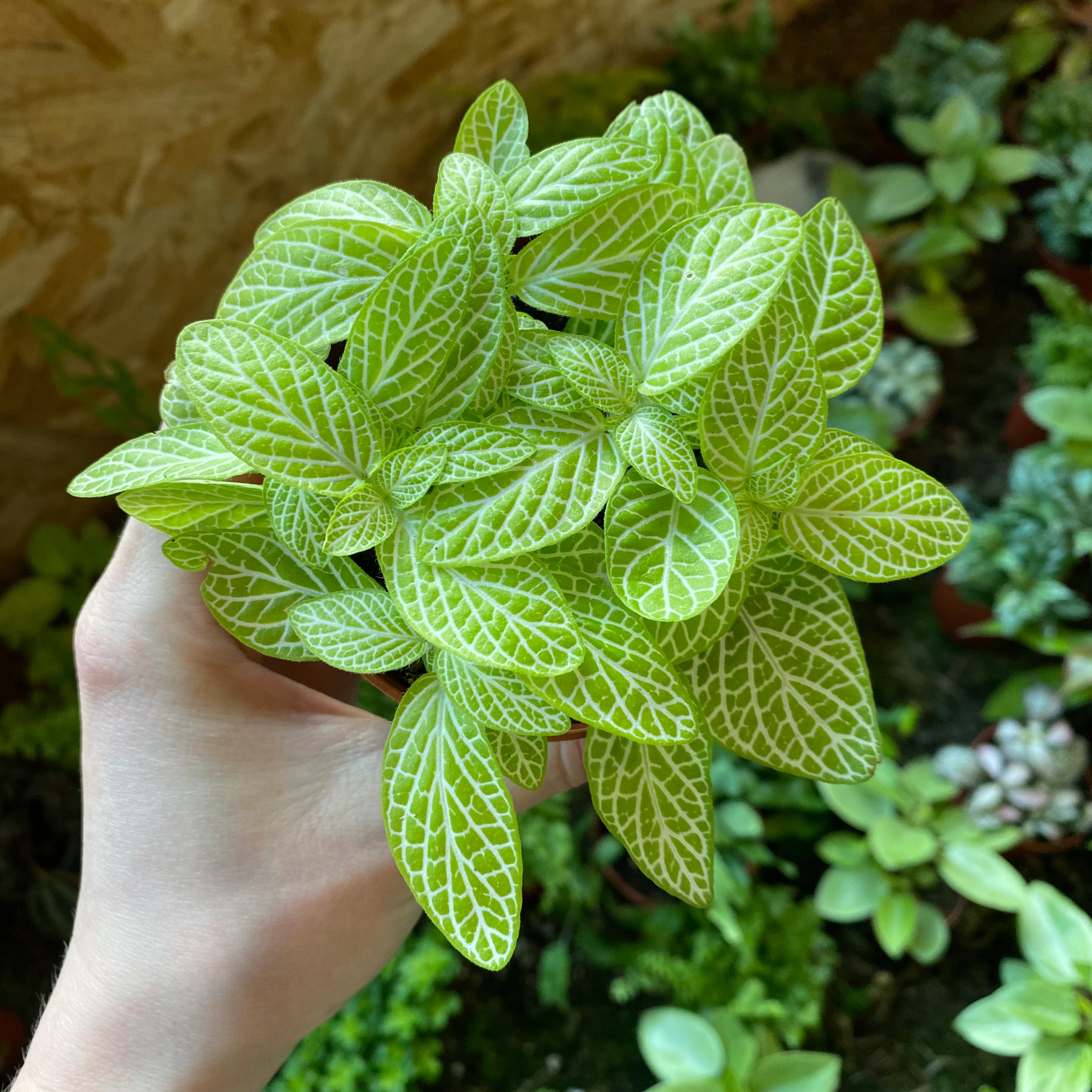 Fittonia Albivenis in a 7 - 9 cm pot at The Watered Garden