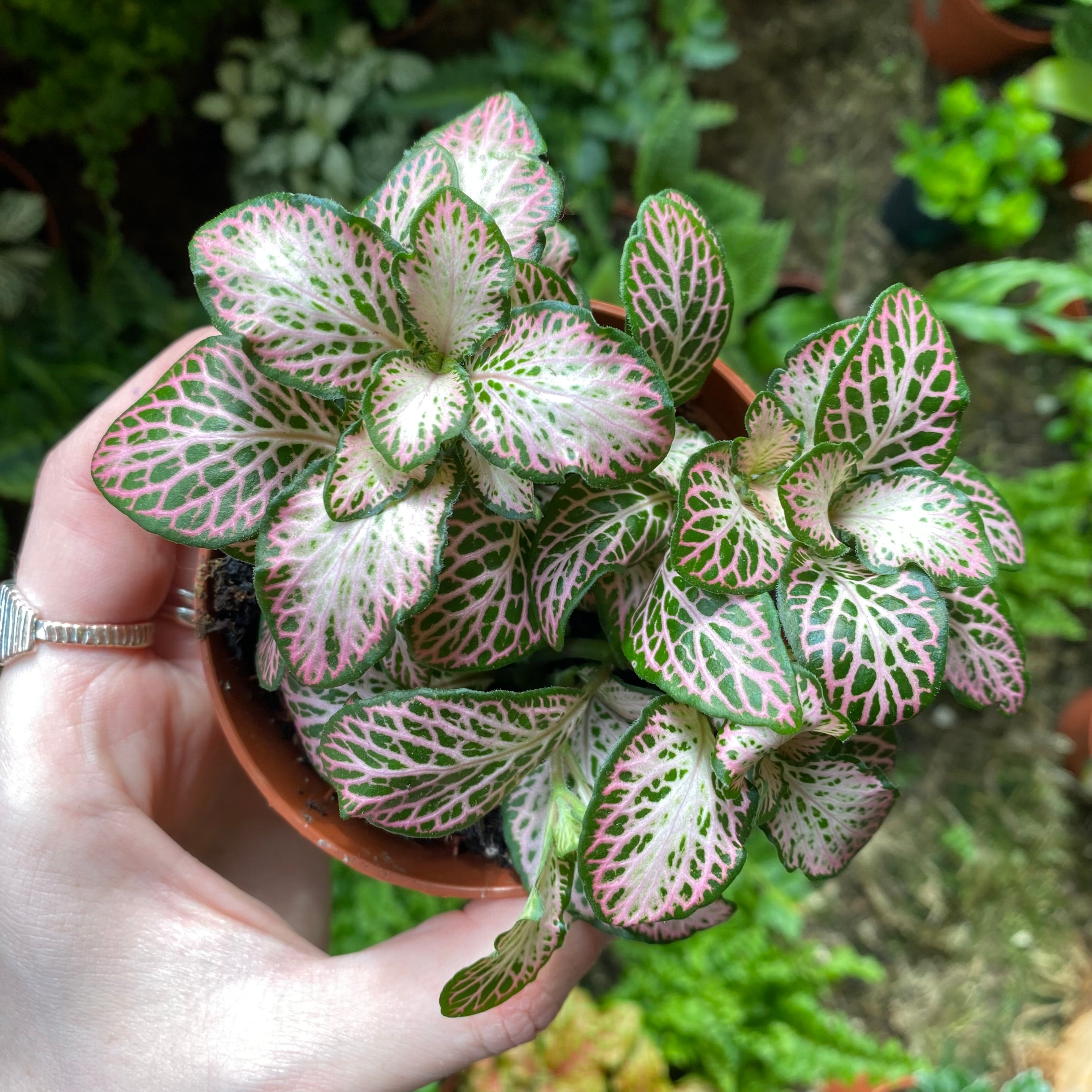 Fittonia Albivenis in a 7 - 9 cm pot at The Watered Garden