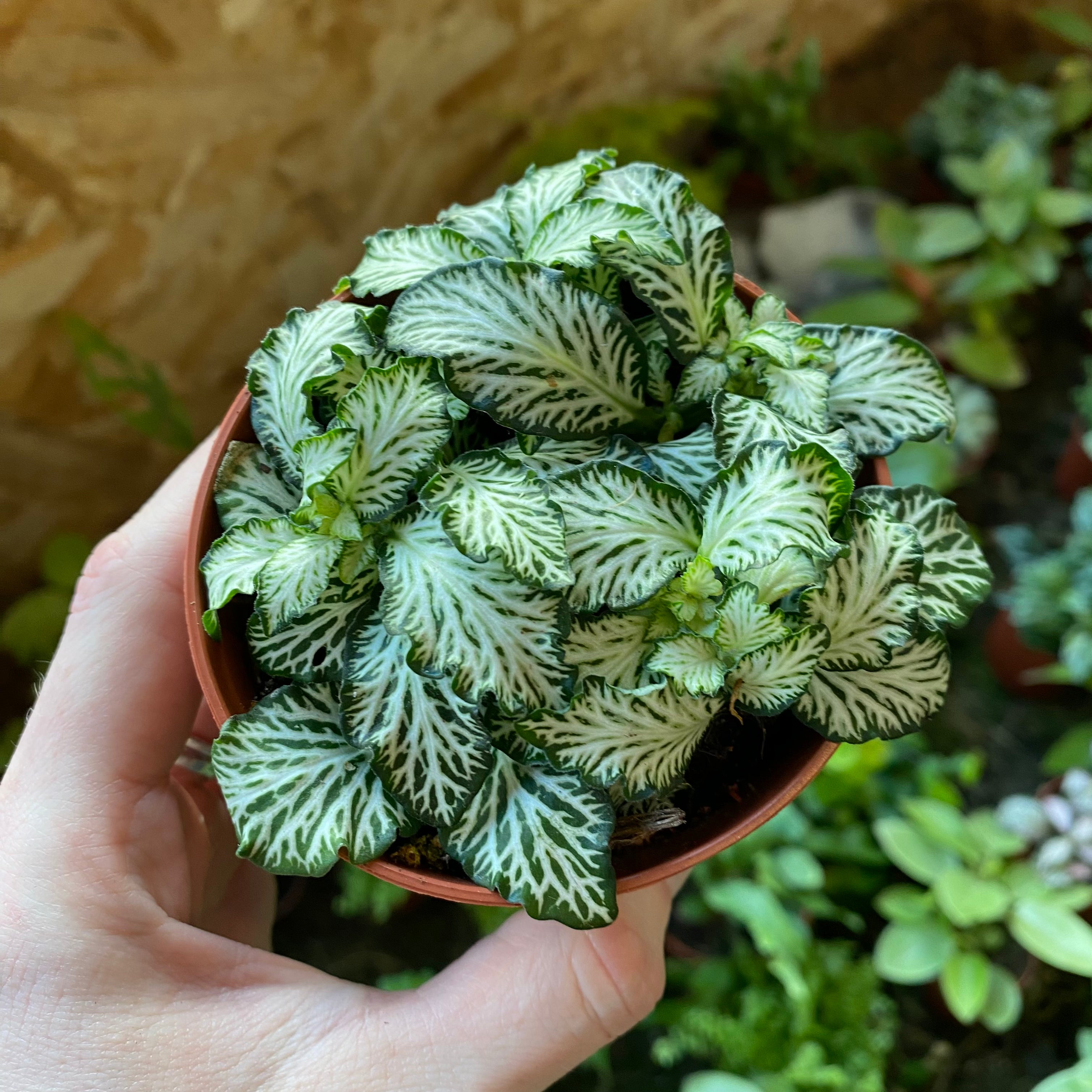 Fittonia Albivenis in a 7 - 9 cm pot at The Watered Garden
